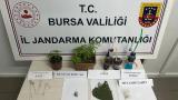 İnegöl'de yasa dışı kenevir ekimi operasyonunda bir şüpheli yakalandı