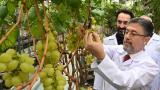 Tarım ve Orman Bakanı İbrahim Yumaklı, Manisa'da serada üzüm kesti