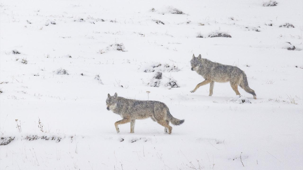Kars`ta karlı arazide yiyecek arayan kurtlar görüntülendi