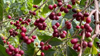 Kahvenin tarladan fincana serüvenini yerinde takip ediyorlar