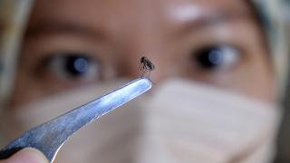 Endonezya'da gönüllüler dang hummasına karşı Wolbachia sivrisineklerinin üremesi için çalışıyor