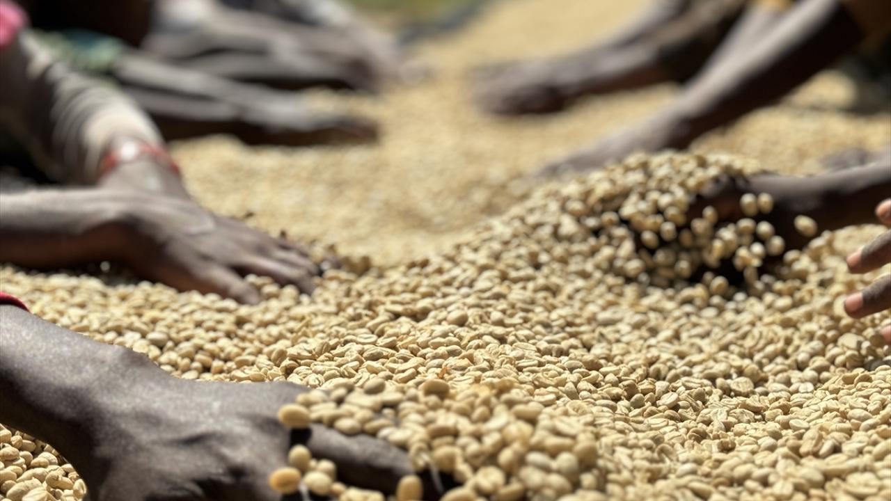 "Bu yılki hasat haddinden fazla aromatik ve lezzetli"