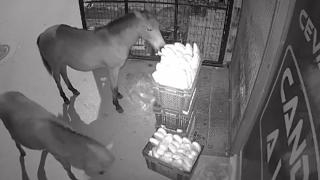 Bursa'da marketin önüne bırakılan taze ekmekleri atlar yedi