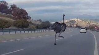 Çiftlikten kaçan deve kuşu trafikte görüldü