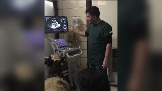 Hamile koyunun dakikalarca yavrusunun kalp atışını dinlediği anlar kamerada