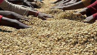 Kahve tutkunlarının tercihi Etiyopya kahvesi