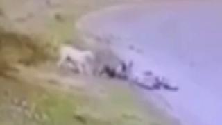 Başkentte bisikletli çocuğa başıboş köpek saldırdı