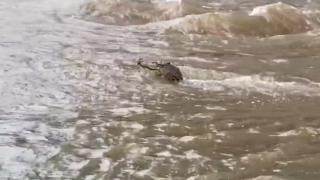 Avustralya'daki selde uçaklar battı, timsahlar yüzdü