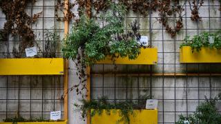 Geleceğin aşçıları sebze ve baharatlarını topraksız tarımla yetiştiriyor