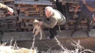 Siverek'te yavru aslan bulundu