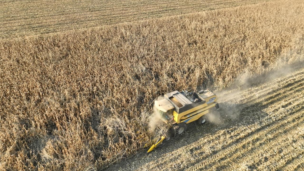 "Bu ova, mısır, buğday ve arpa ambarıdır"