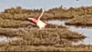 İzmir'de başıboş köpekler flamingolara saldırdı