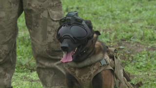 Mehmetçik'in sahadaki en önemli yardımcıları Bursa'da eğitiliyor