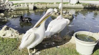 Doğaseverlerin yeni adresi: İstanbul Kuş Cenneti