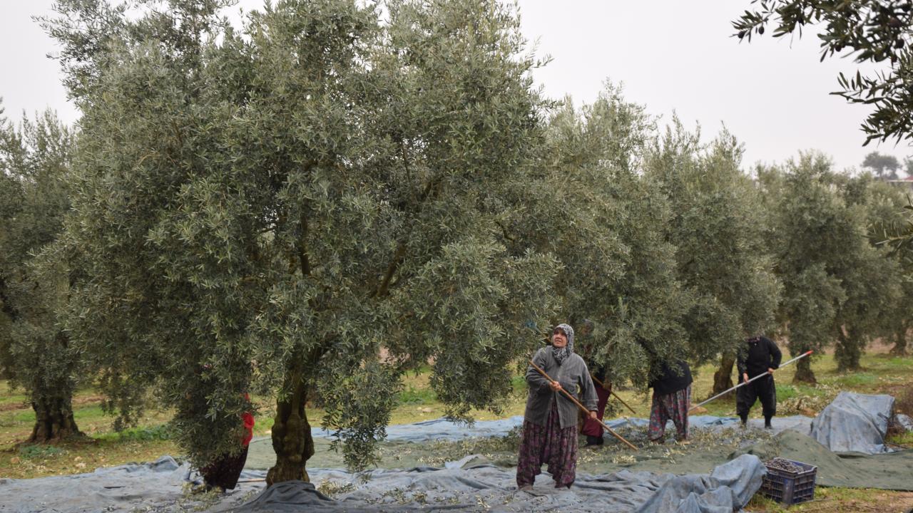 "4 ay boyunca zeytin bahçelerinden çıkmıyoruz"
