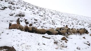 Hakkari'de besiciler hayvanlarını kar örtüsü üzerinde besliyor