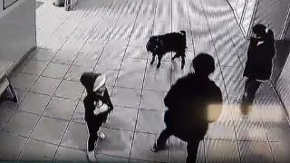 Öğrencilerin peşine takılan keçi okula girdi