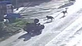 Sahipsiz köpeklerin saldırdığı ATV sürücüsü kaza yaptı