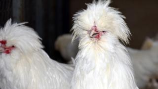 Nesli tükenme tehlikesindeki yerli tavuk ırkları üniversitede korunuyor