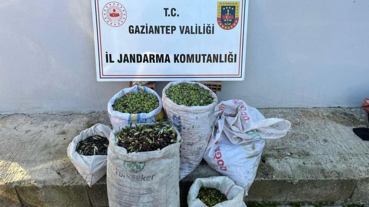 Gaziantep'te zeytin çaldıkları iddiasıyla 2 şüpheli yakalandı