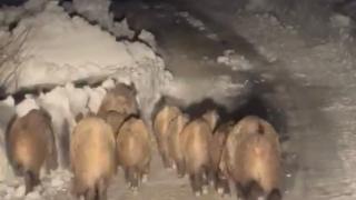 Hakkari'de karlı yolda yiyecek arayan domuzlar görüntülendi