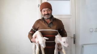 Kuzuları üşümesin diye evine aldı