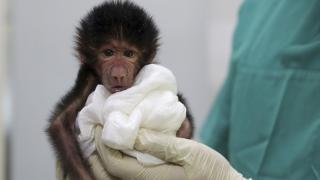 Annesinin istemediği yavru babuna veterinerler bakıyor