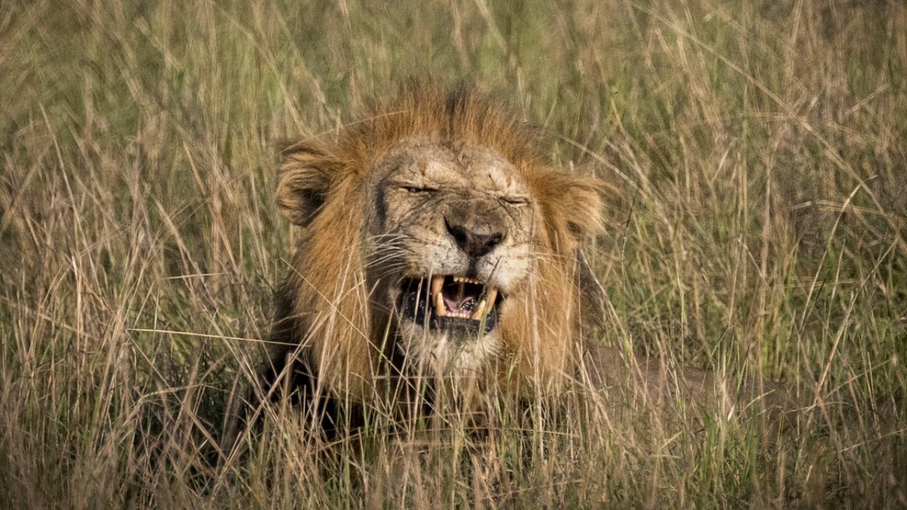 AA parktaki hayvanların yaşamına tanıklık etti