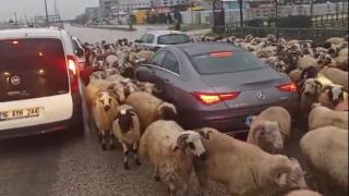 Bursa'da koyun sürüsü trafiği tıkadı
