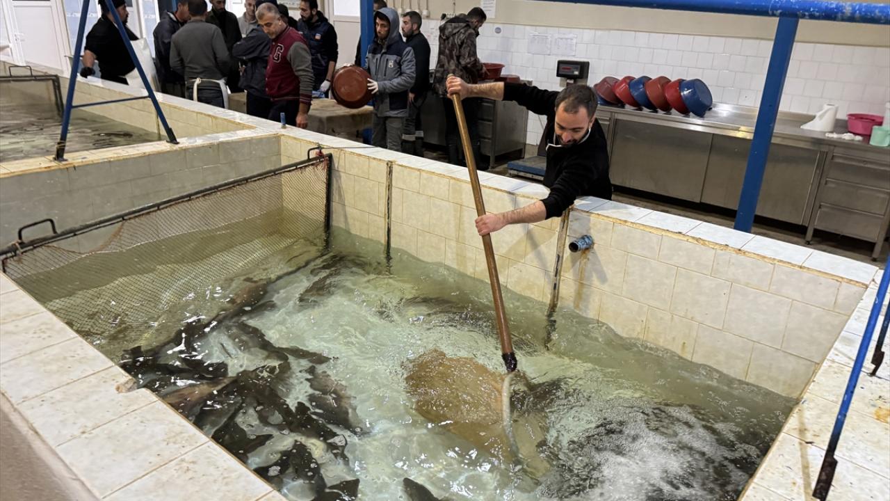 "Elde ettiğimiz yavruları balıkçılarımızın istifadesine sunacağız"