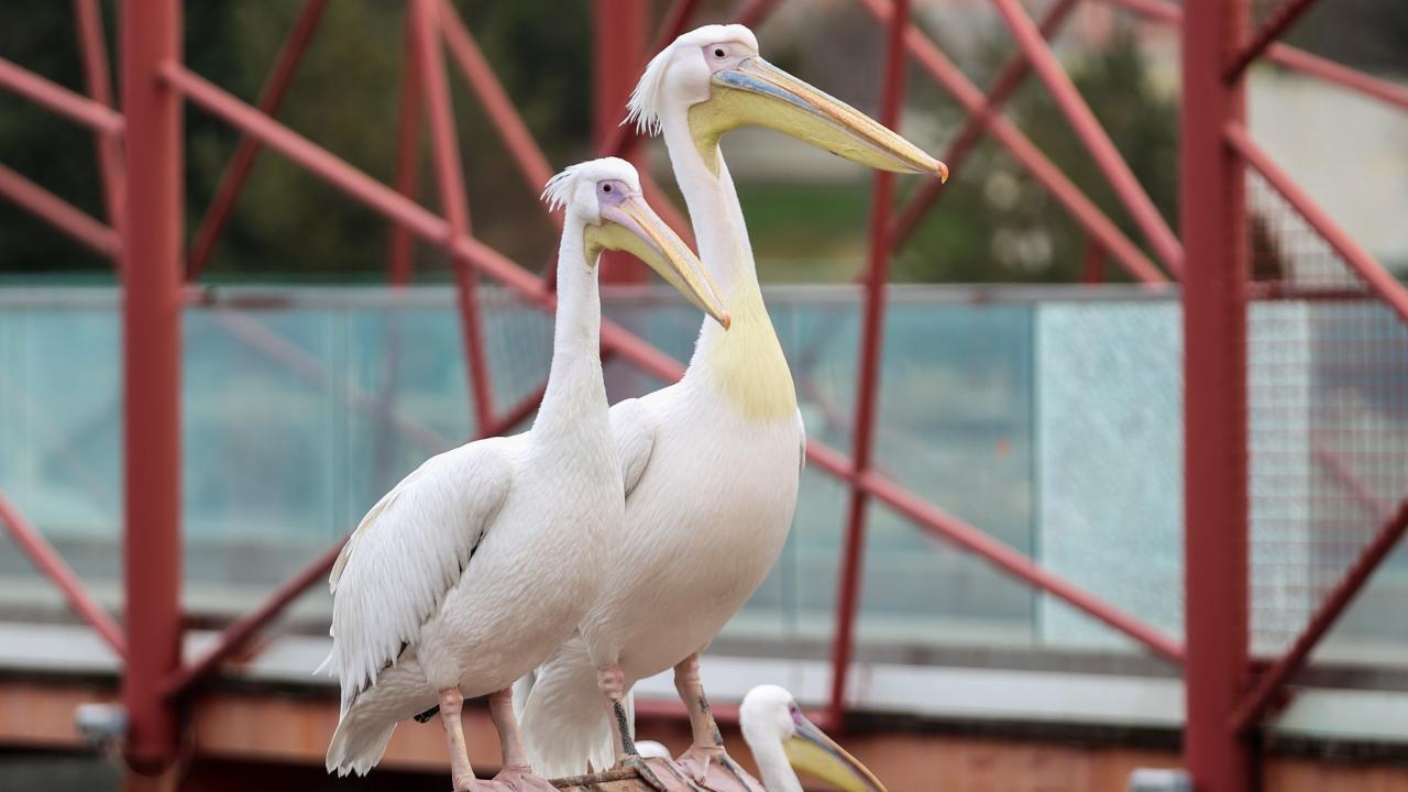  "Enerji ve protein içeren besinler veriyoruz"