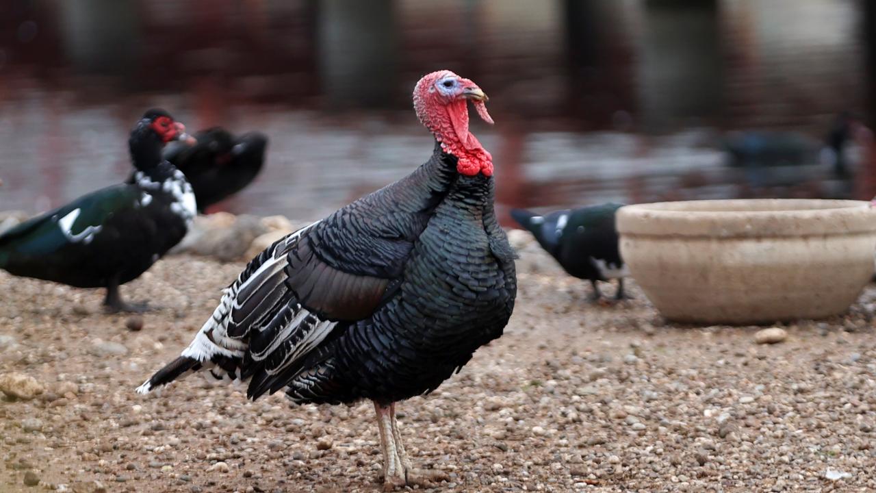 Hayvanat bahçesi 450 binden fazla ziyaretçi ağırladı
