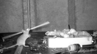 Çalışkan fare her gece kulübeyi topladı