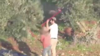 Yahudi işgalciler Filistinlilere ait zeytinleri çaldı