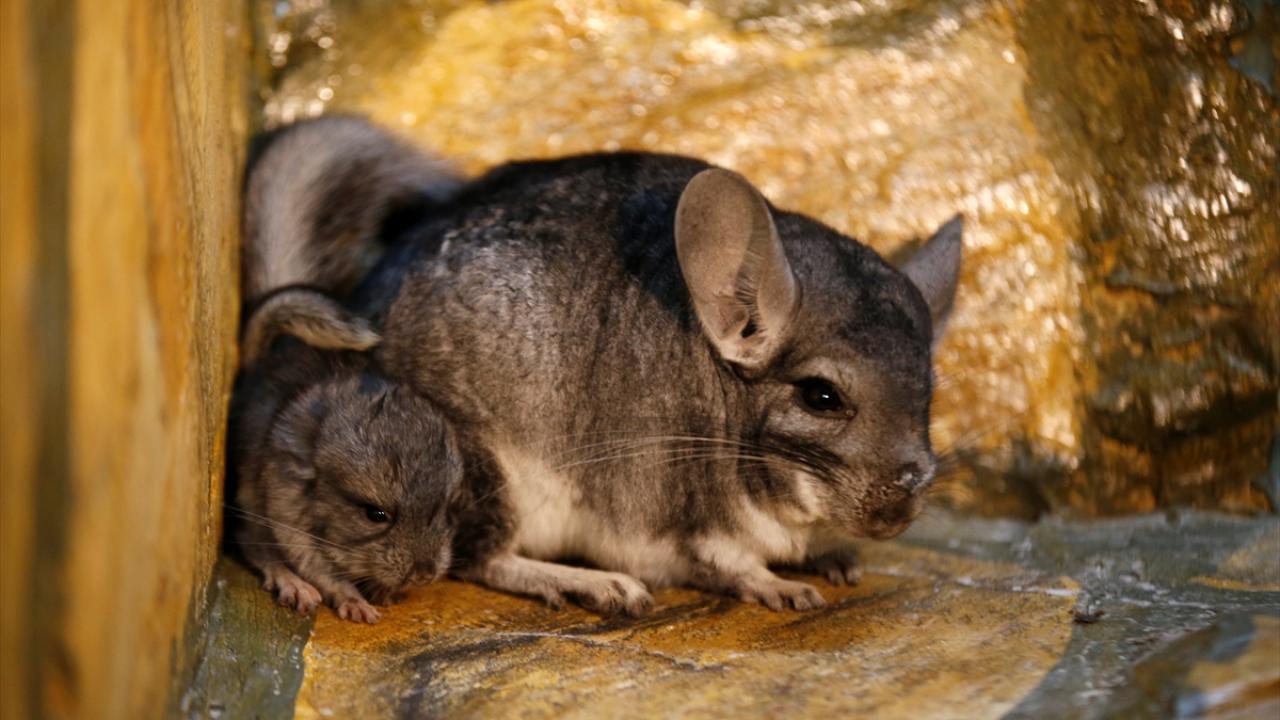"Bırakıldıklarını görünce şaşırmıştık"