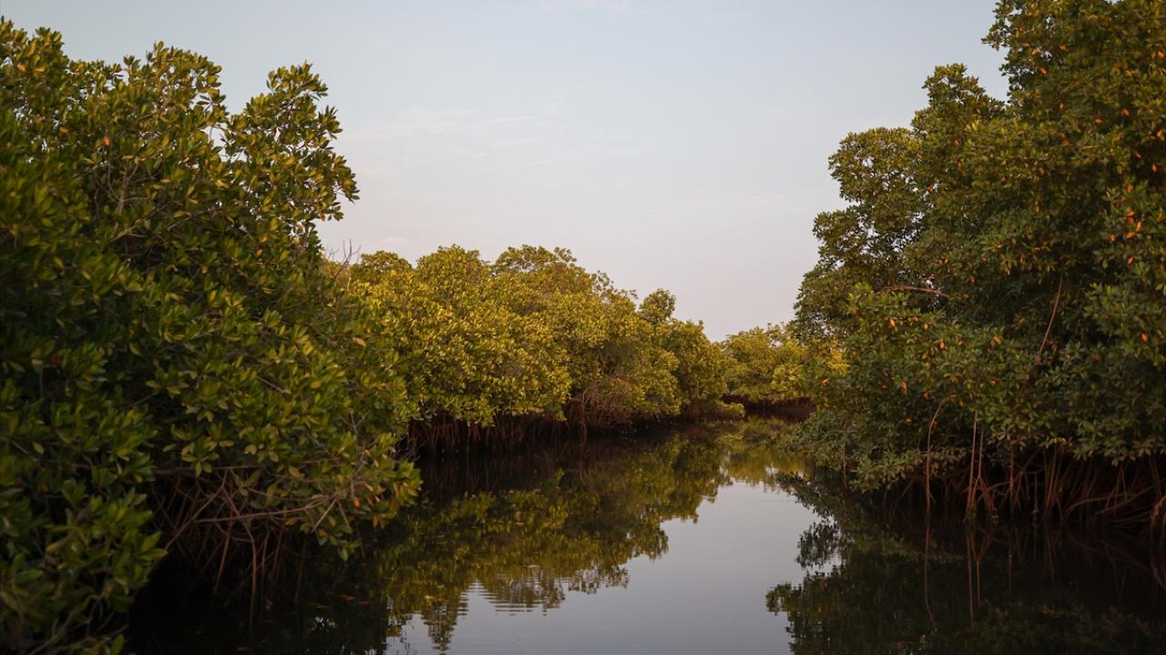 Mangrov ormanları arasında balıkçı tekneleriyle gezinti