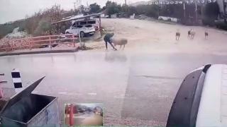 Yolun karşısına geçmek istedi, koçun saldırısıyla kendini yerde buldu