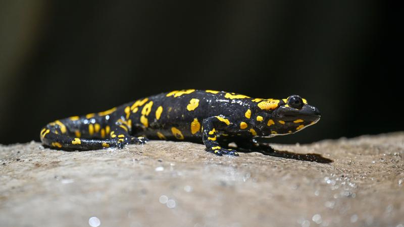 Malatya'da nesli tehlike alt�ndaki "sar� benekli semender" g�r�ld�