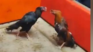 İstanbul'da horoz dövüşü baskını: 19 gözaltı