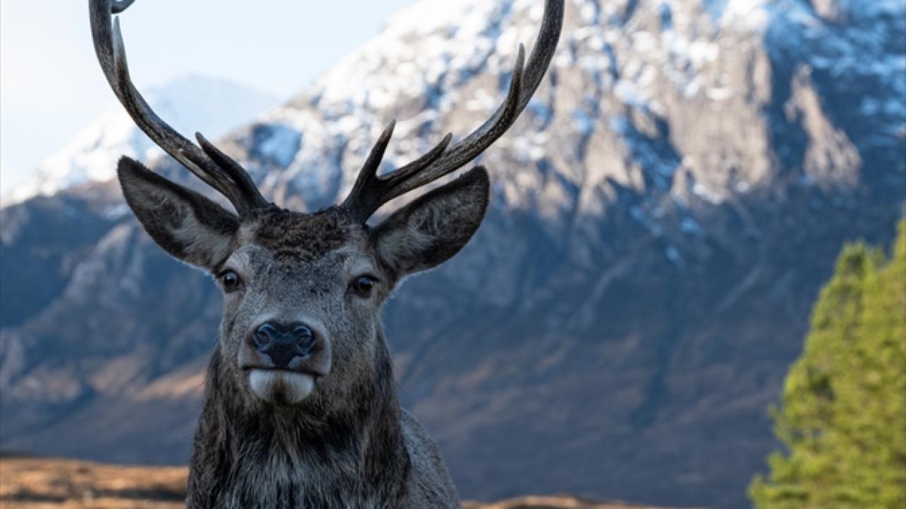 Gezginlerin İskoçya'daki gözde rotası: Glencoe kasabası