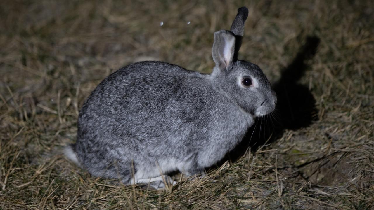 Tavşanların bazıları hamile