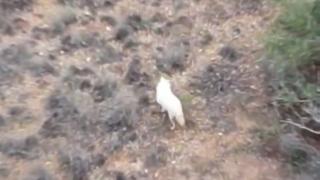 Türkiye'de ilk kez bir "albino çakal" görüntülendi