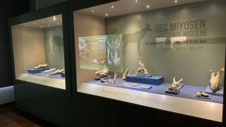 Çankırı Müzesi'nde 8,5 milyon yıllık fosiller sergileniyor