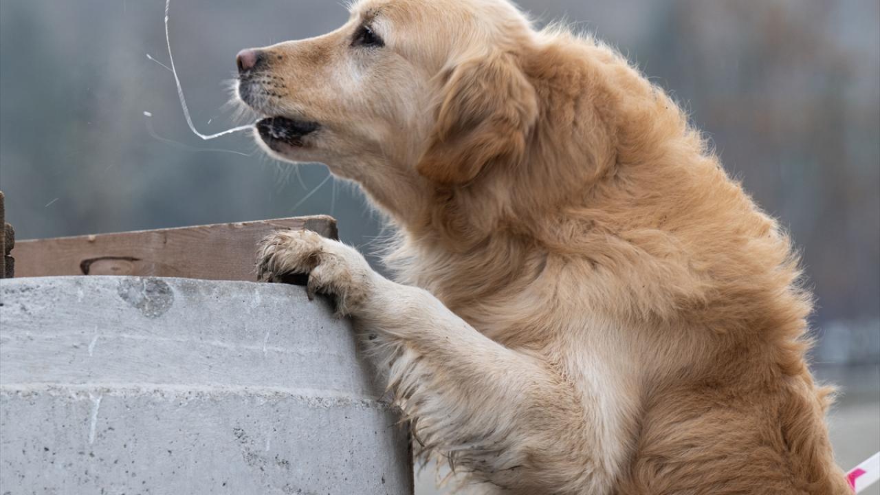 Eğitim alan köpeklere rol model oluyorlar