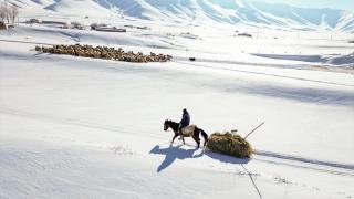 Karla kaplı köylerdeki besiciler zor şartlarda hayvanlarını besliyor