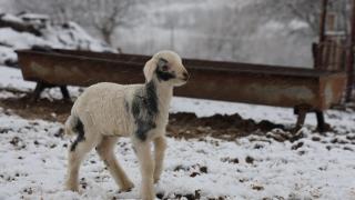Elazığ’da yeni yılın ilk kuzuları dünyaya geldi