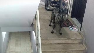 Hırsız sandılar suçlu köpekler çıktı: O anlar kamerada