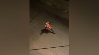 İsrail güçleri Filistinli gönüllü sağlık çalışanını darbederek gözaltına aldı