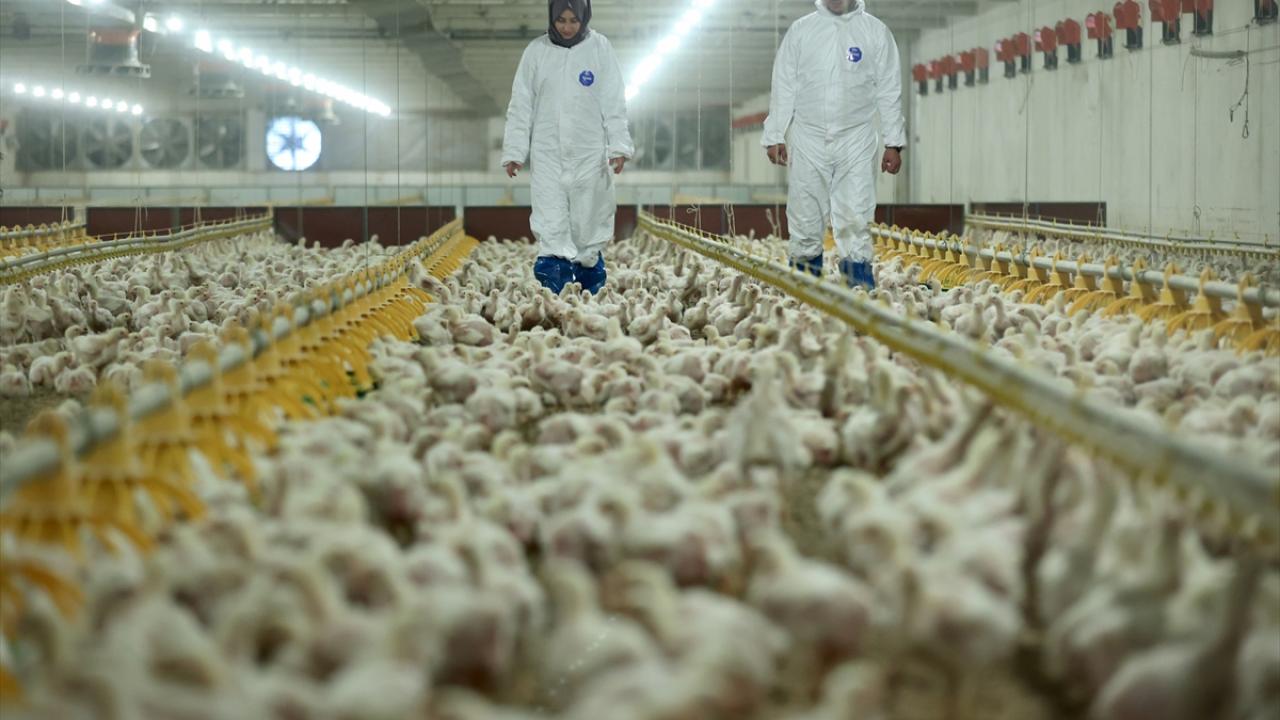 Yılda 2 bin tona yakın et üretimi