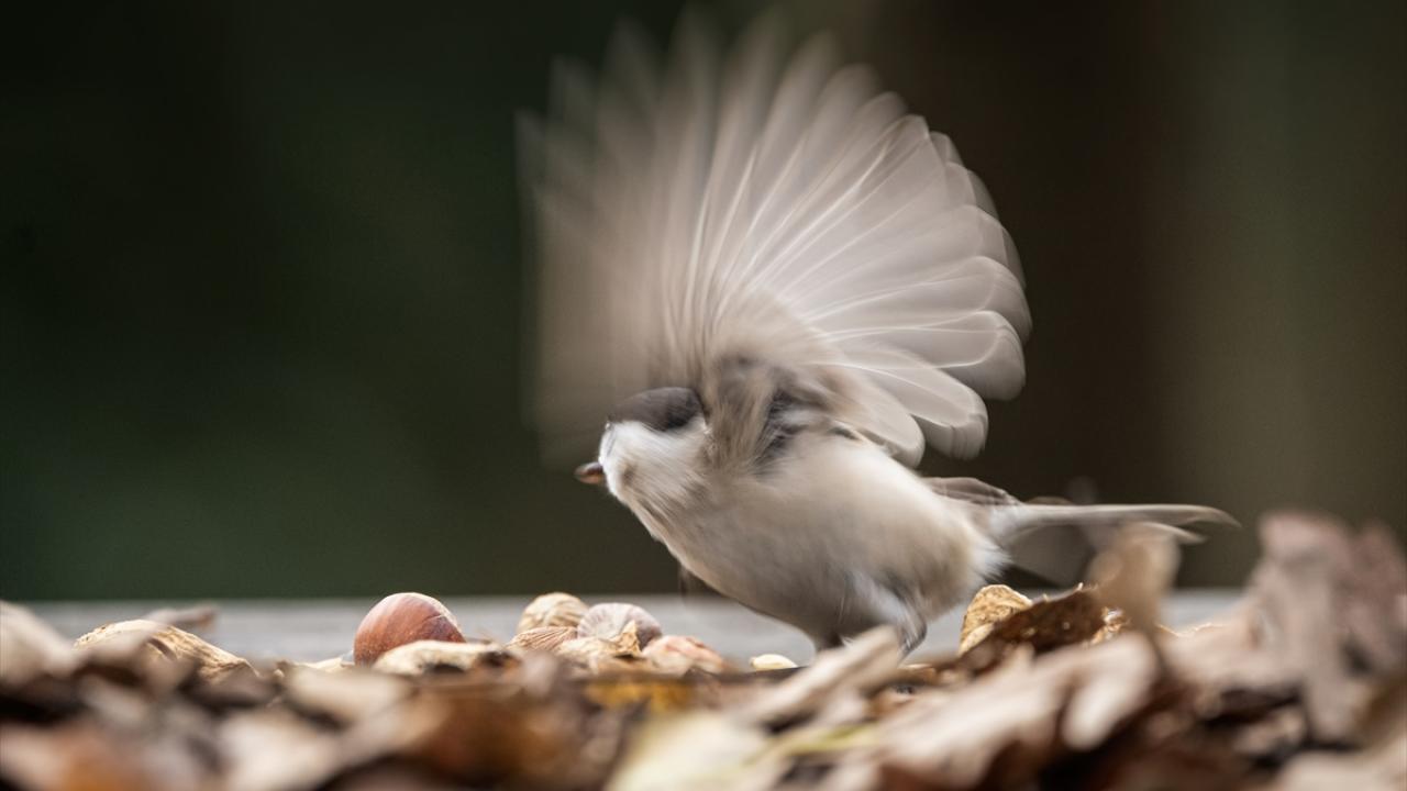 Kayın baştankarası